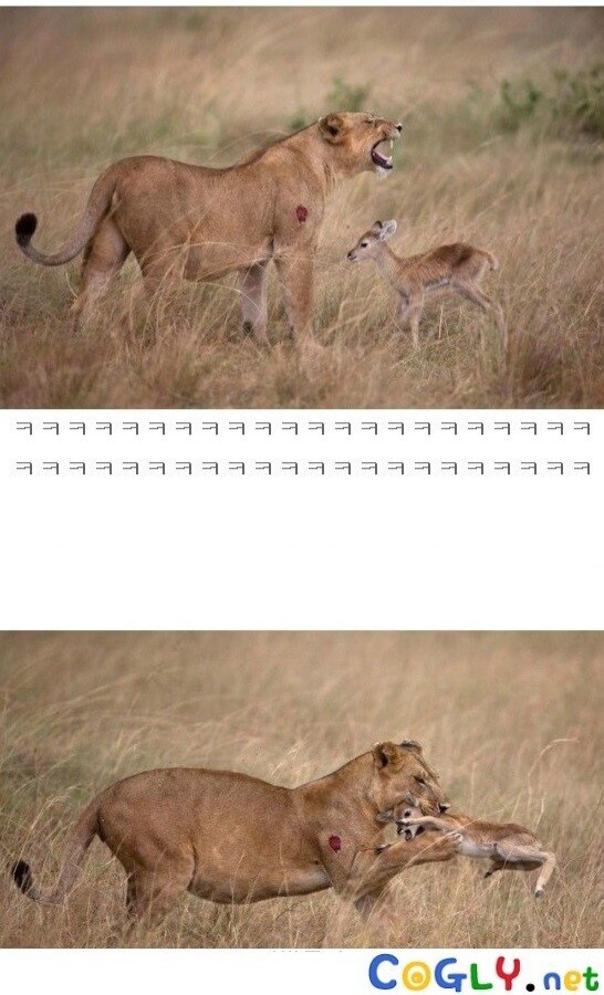 사자가 사슴을 붙잡고 말했다_5.jpg