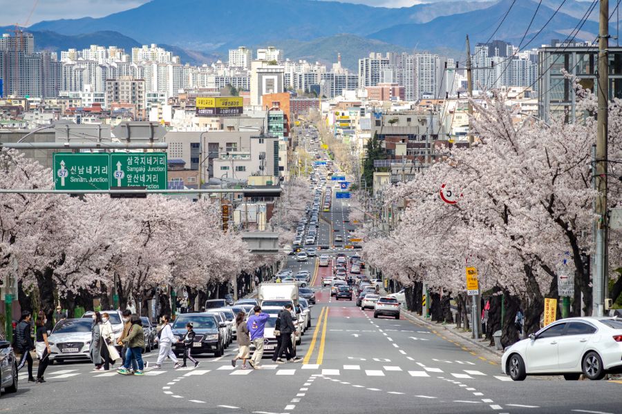 대구 현충로 벚꽃길 | 여행 행사 풍경 사진 갤러리 | 루리웹 l RULIWEB 대구 현충로 벚꽃길 | 여행 행사 풍경 사진 갤러리 | 루리웹