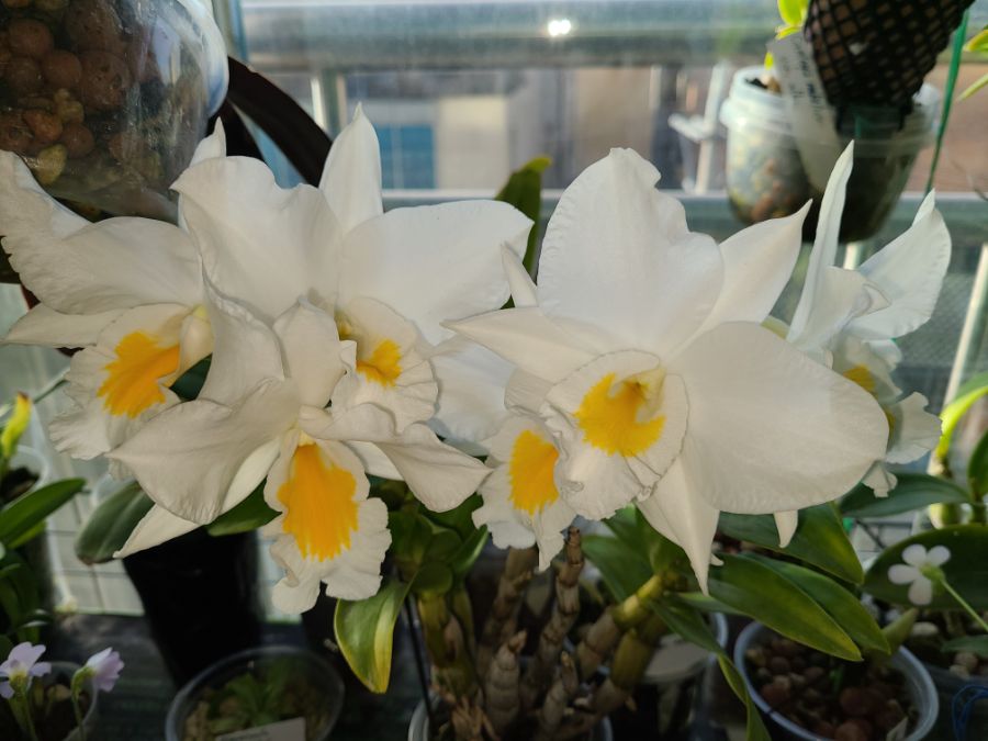 덴드로비움 포르미디블._1.jpg