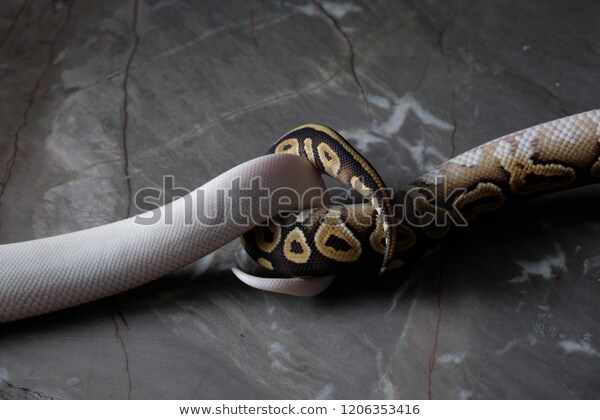 ball-python-mating-will-mate-600w-1206353416.jpg