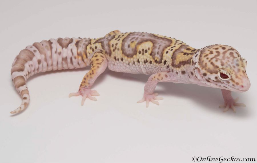 leopard-gecko-for-sale-mack-snow-radar-het-white-knight-female-M22F66092417F.jpg