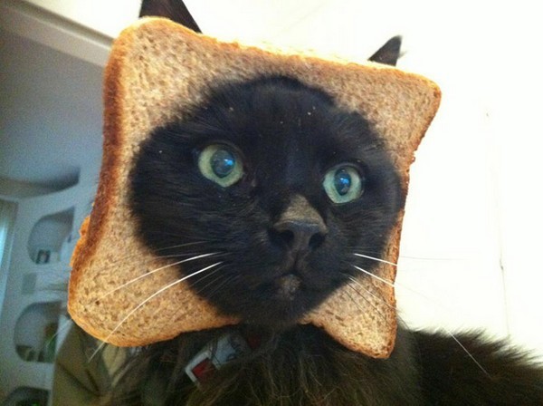 breadcat3.jpg