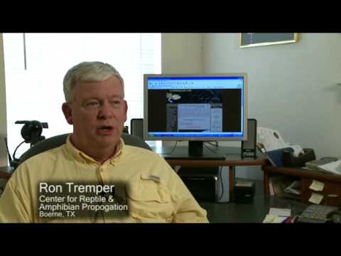 양서파충류)개량된 파충류의 유전병으로 달린다 질문받는다(혐주의)_1.jpg