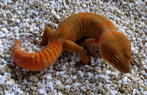 양서파충류)개량된 파충류의 유전병으로 달린다 질문받는다(혐주의)_10.jpg