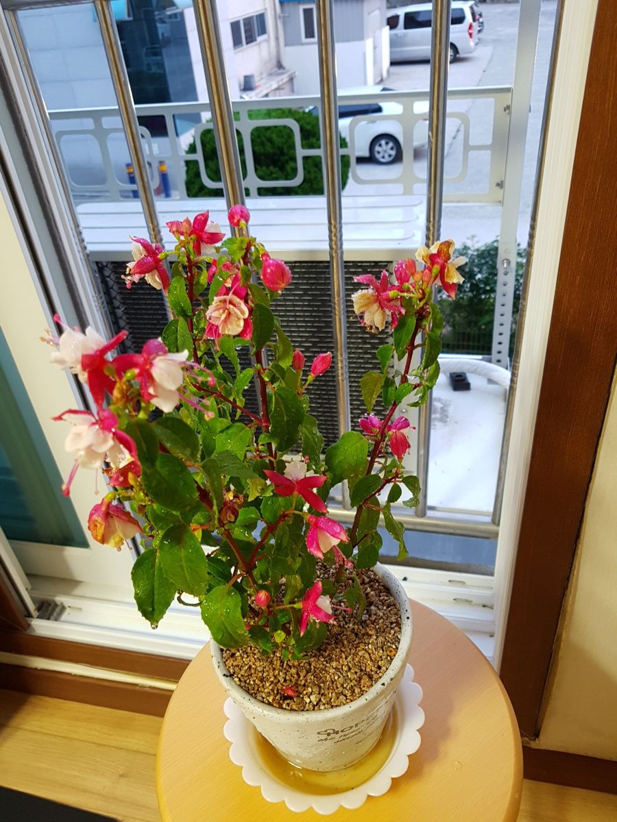 혹시 요 꽃 이름이 뭔지 알수있을까요?_1.jpg