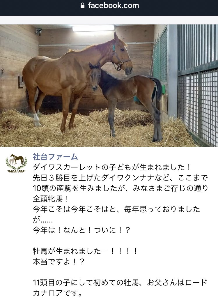 말딸?) 다이와 스칼렛 11마리 째 출산_1.jpg