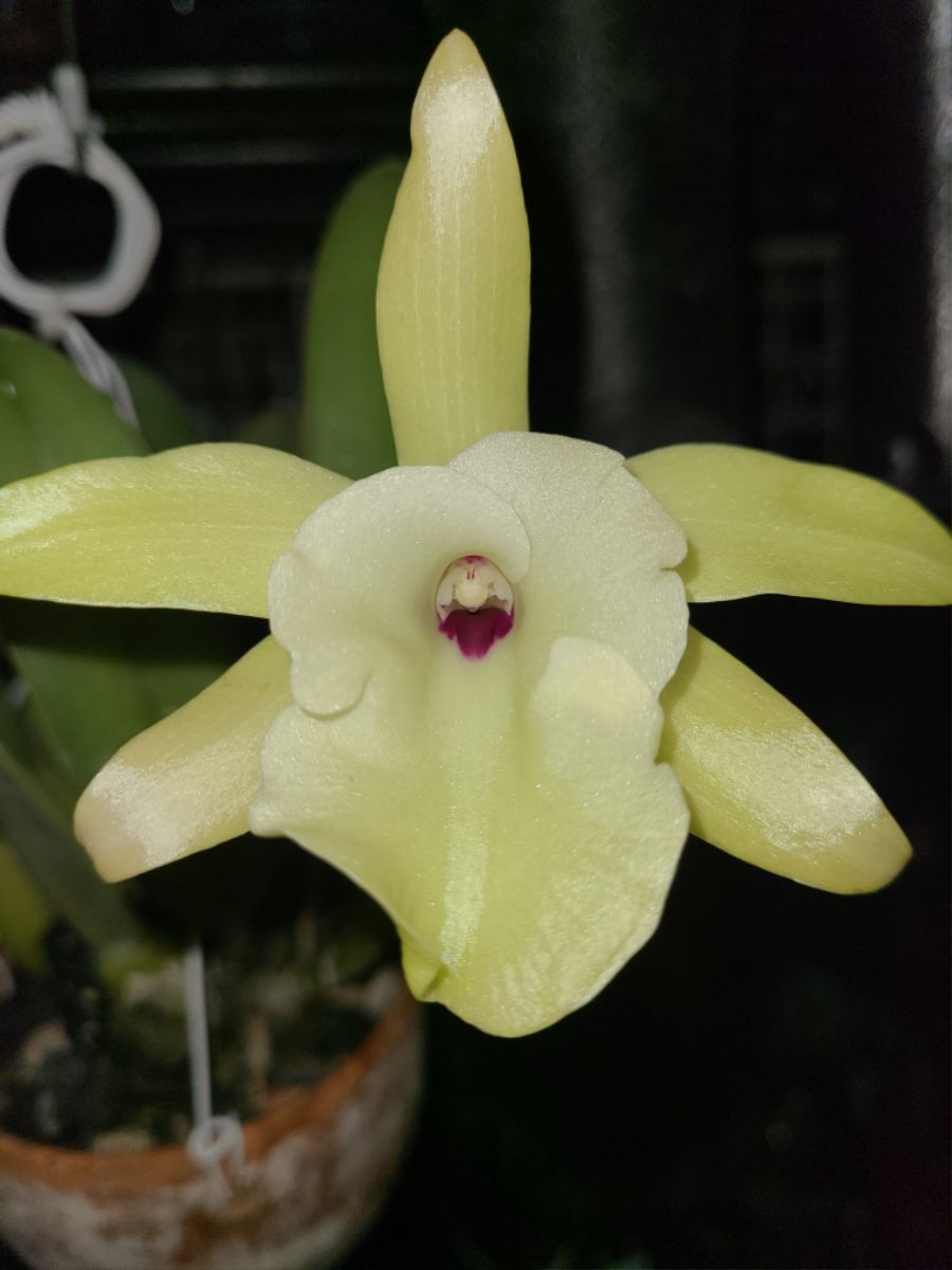 올해 1월 부터 지금까지 핀 꽃들 총집합_2.jpg