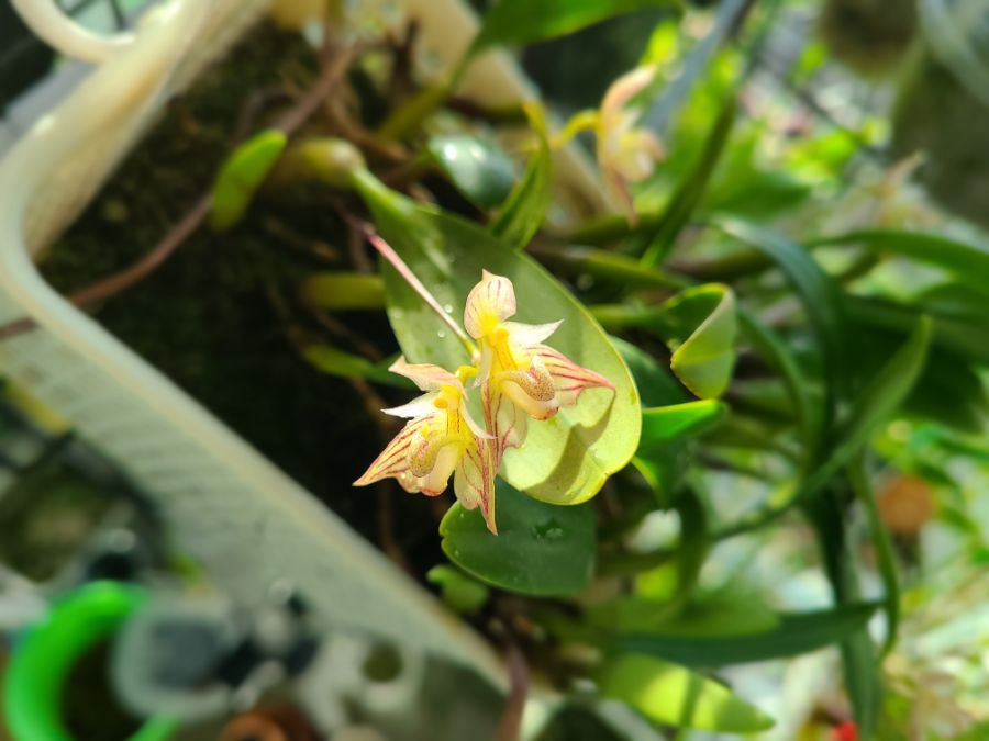 올해 1월 부터 지금까지 핀 꽃들 총집합_6.jpg