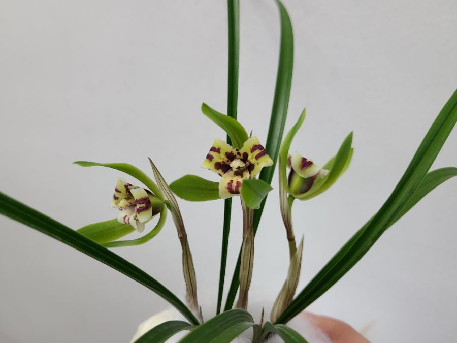 올해 1월 부터 지금까지 핀 꽃들 총집합_8.jpg