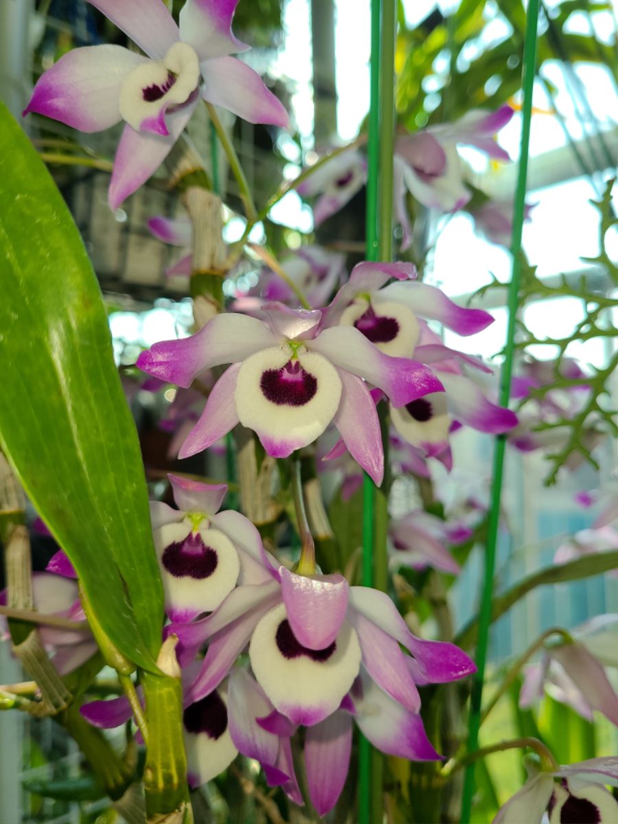 올해 1월 부터 지금까지 핀 꽃들 총집합_20.jpg