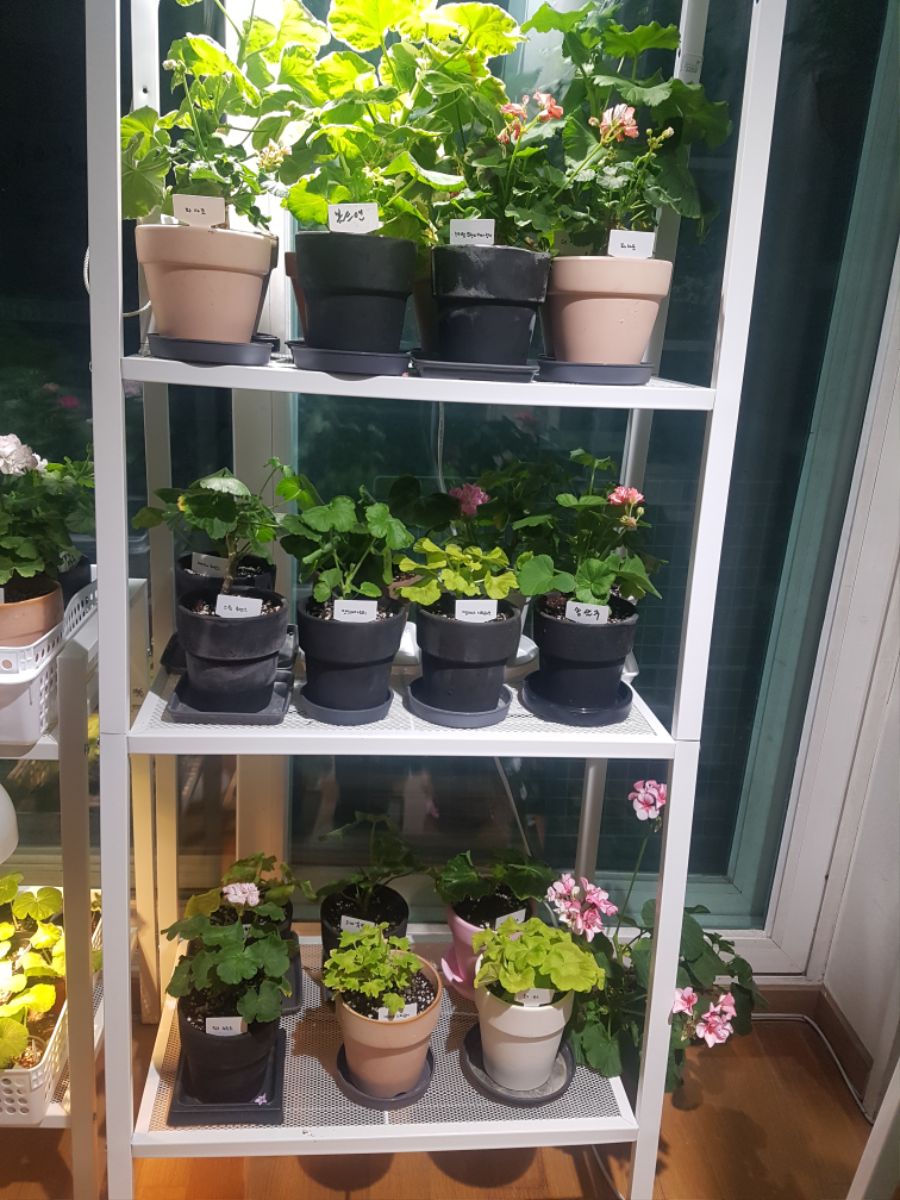 드디어 꽃밭이된 우리집..._4.jpg