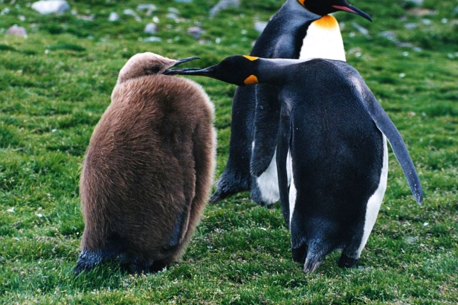 1200px-King_penguin_and_a_chick.jpeg