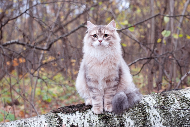 Siberian-Cat_shutterstock_Just-Mila.jpg