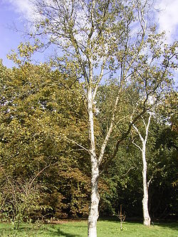 250px-Betula_platyphylla_01-10-2005_14.55.52.jpeg