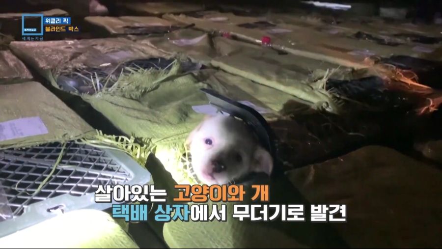중국에서 유행하는 랜덤박스.jpg_5.jpg