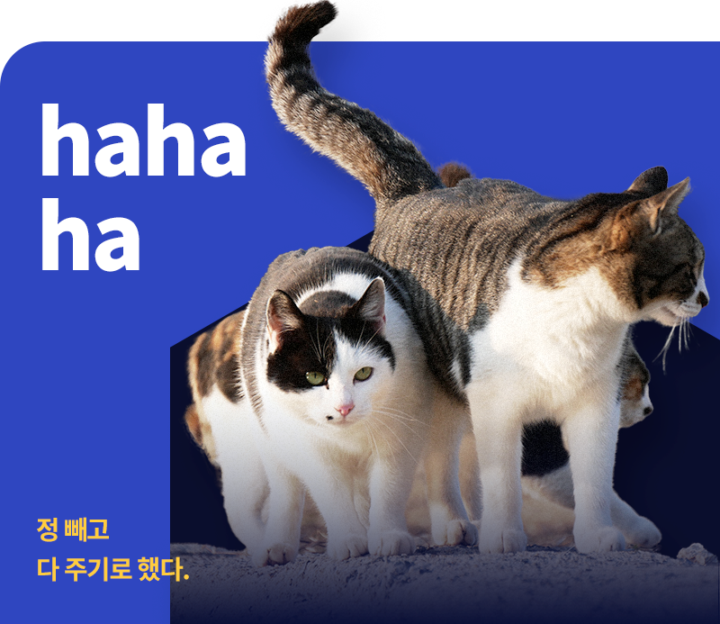 어느 고양이 유튜버가 한동안 댓글창을 막아버린 이유_1.png