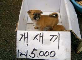 비1238 이미지
