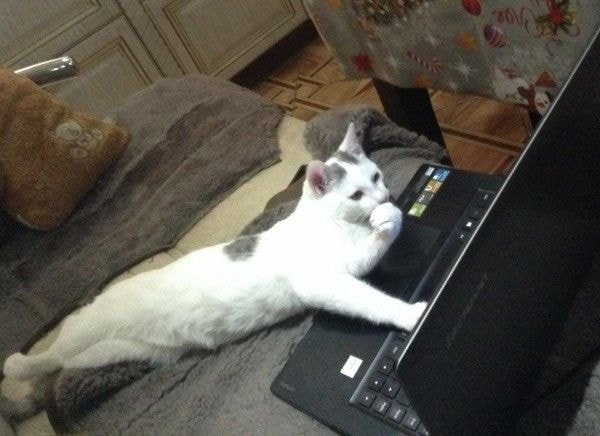 고양이 야동.jpg_3.jpg