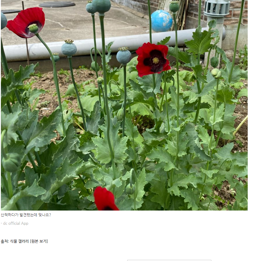 디시 식물갤러리 양귀비 발견 ㄷㄷ