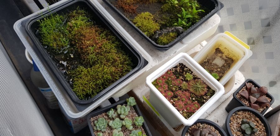 기르고 있는 식물들_1.jpg