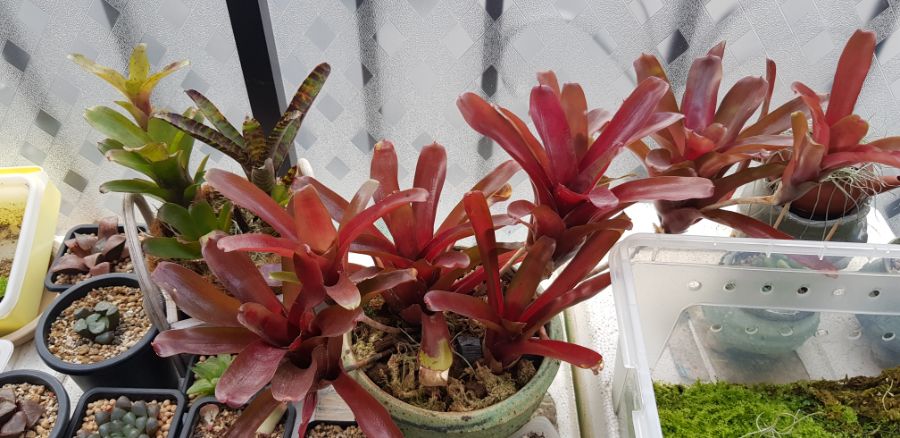 기르고 있는 식물들_2.jpg