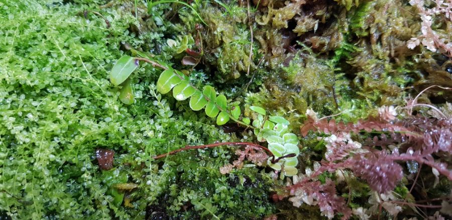 기르고 있는 식물들_6.jpg