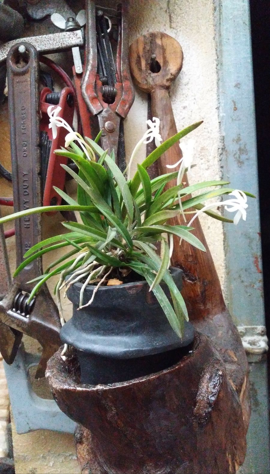 우리집에 키우는 난속의 꽃_1.jpg