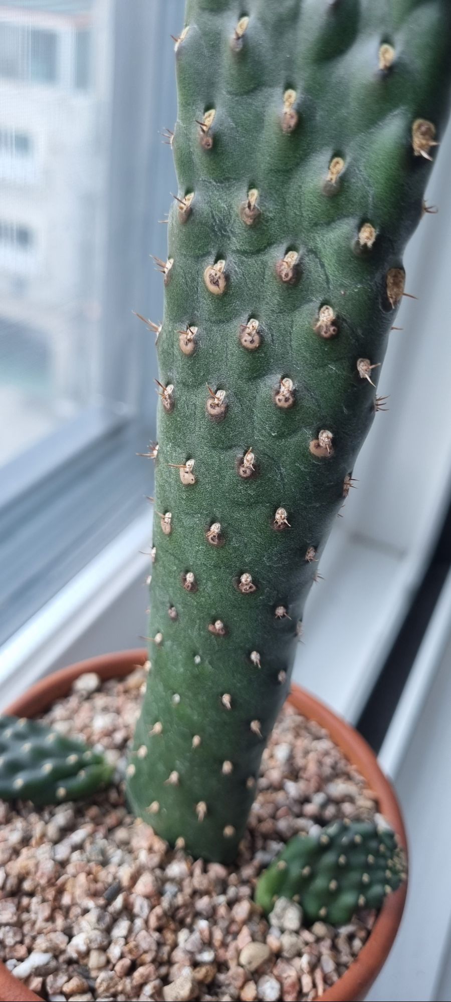제 선인장에 이상한 반점이 생겼어요 ㅠㅠ_1.jpg