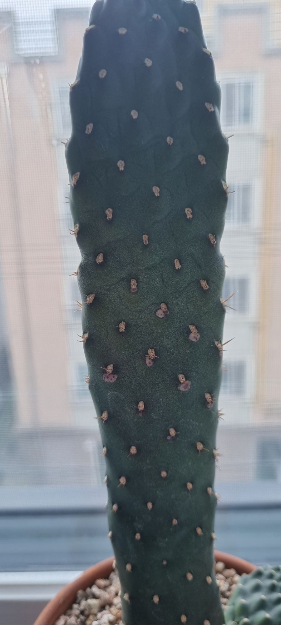 제 선인장에 이상한 반점이 생겼어요 ㅠㅠ_2.jpg