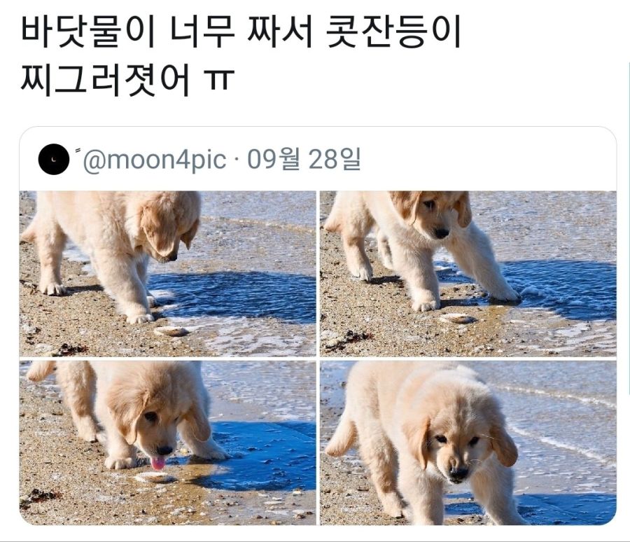 바닷물을 처음 맛본 댕댕이1.jpg