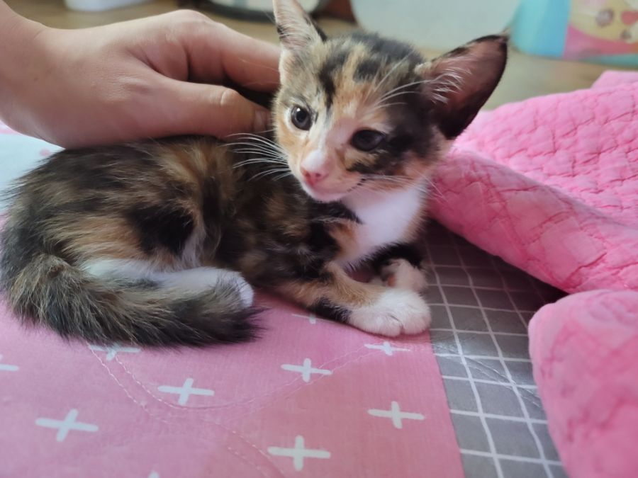 계속 머물게 된 애기냥이 30일째 근황_2.jpg