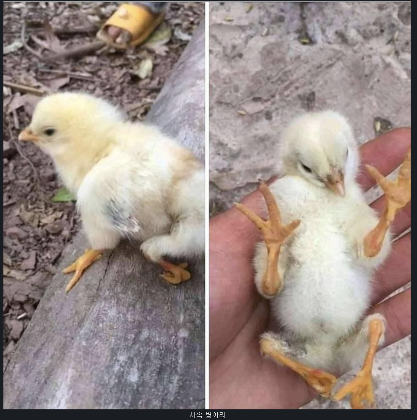 후쿠시마 근황.JPG_2.png