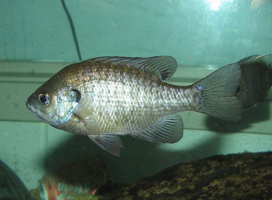 1200px-BlueGill_002.jpg