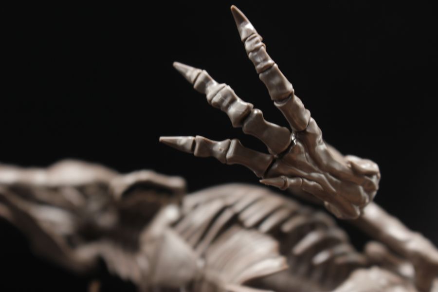 Imaginary Skeleton 티라노 리뷰 16.jpg