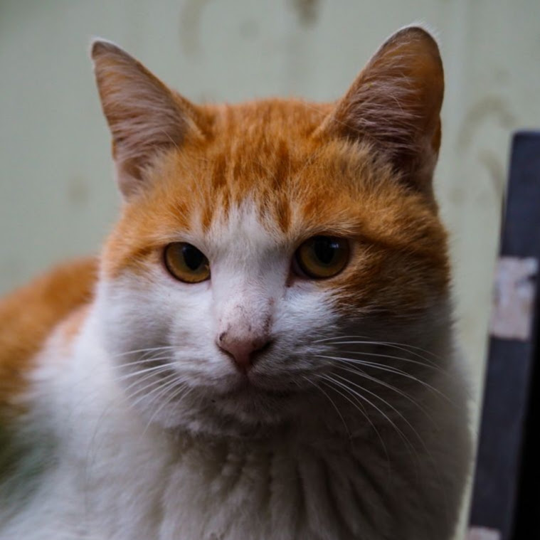 후방) 한심한 표정으로 보는 고양이_2.jpg