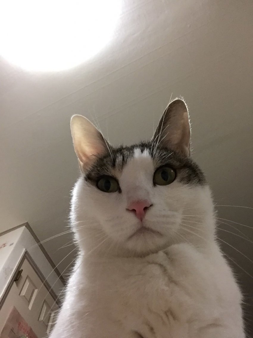 후방) 한심한 표정으로 보는 고양이_4.jpg