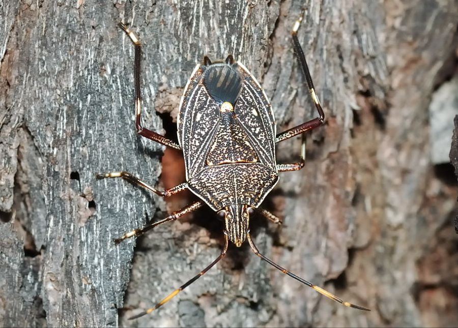 약혐주의) 오베론 공격 대사가 이런 의미네요 ㅋㅋㅋㅋㅋ_1.jpg