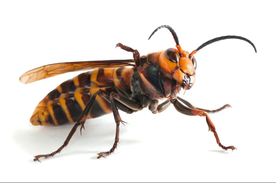 약혐주의) 오베론 공격 대사가 이런 의미네요 ㅋㅋㅋㅋㅋ_3.jpg