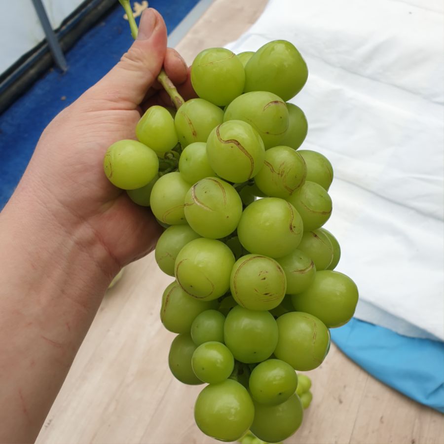샤인머스켓 오늘 마니 팔아따..._9.jpg