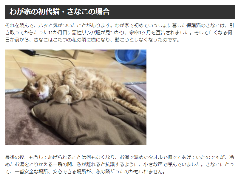 고양이가 죽기 전에 필사적으로 몸을 감추려는 이유.jpg_3.png