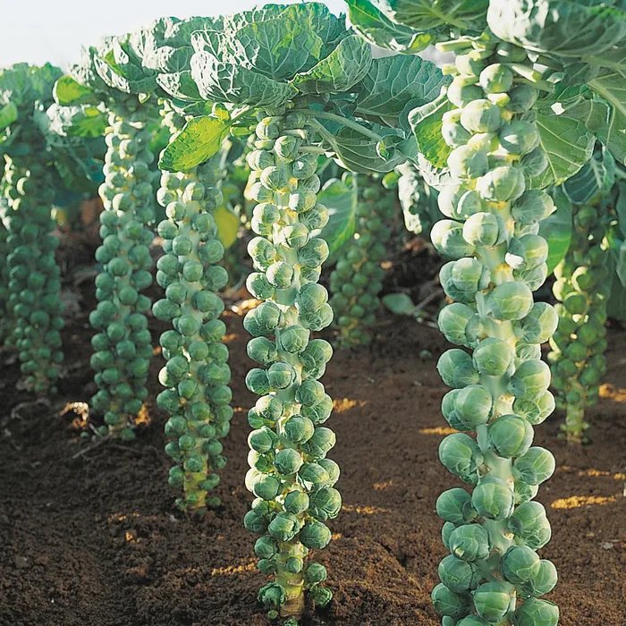 This-is-how-Brussels-Sprouts-Grow.jpg