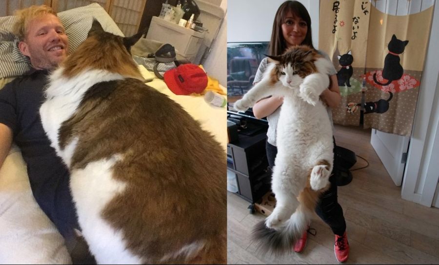 꾺꾺이하면 큰일나는 고양이_1.jpg