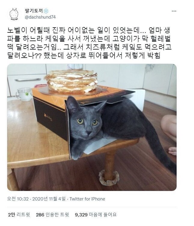 생일케잌을 꺼냈더니 고양이가 갑자기 달려와서는!!!_1.jpg