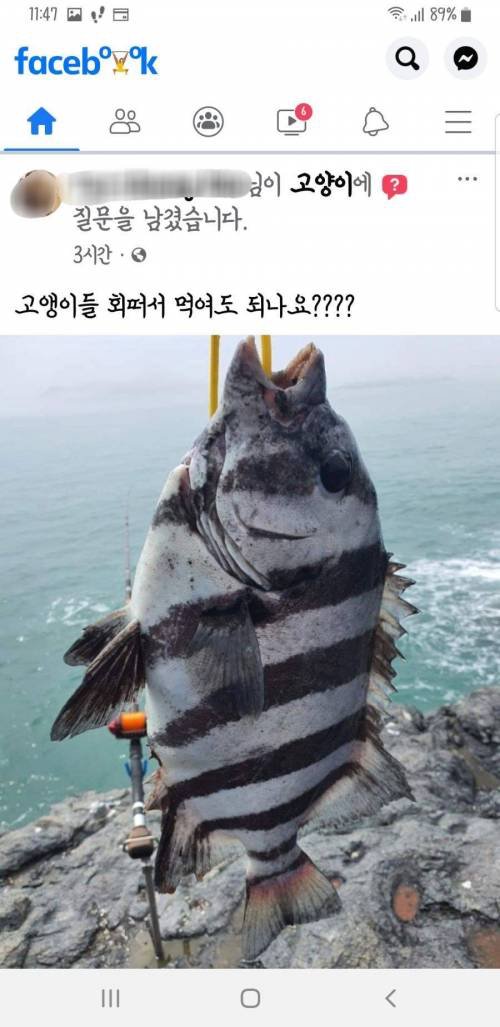 회 떠서 고양이들한테 먹여도 되나요??_1.png