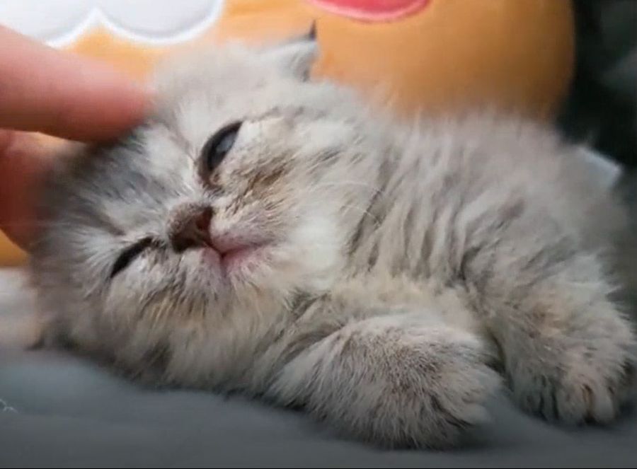 고양이2.png