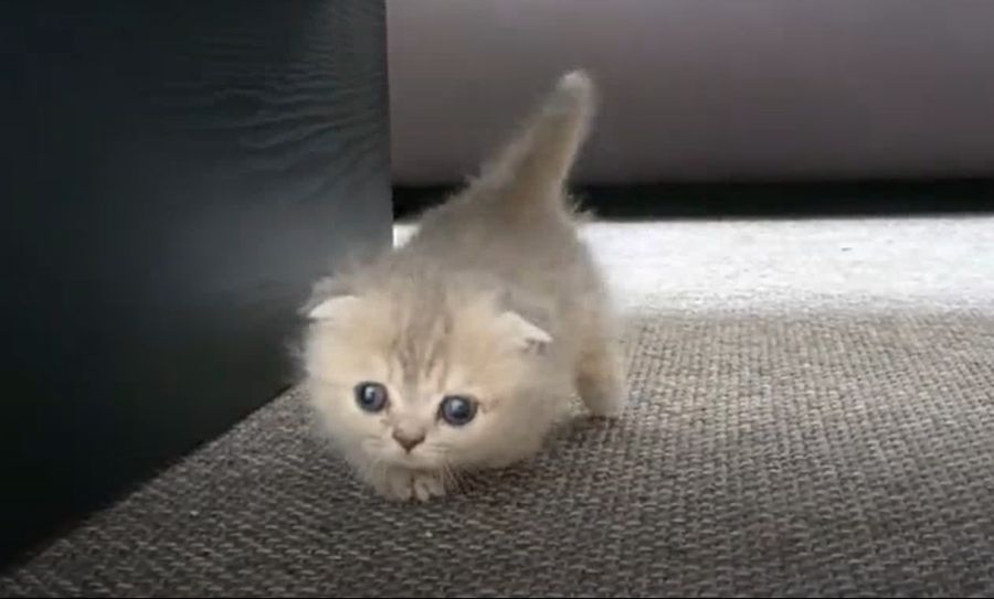 고양이3.png