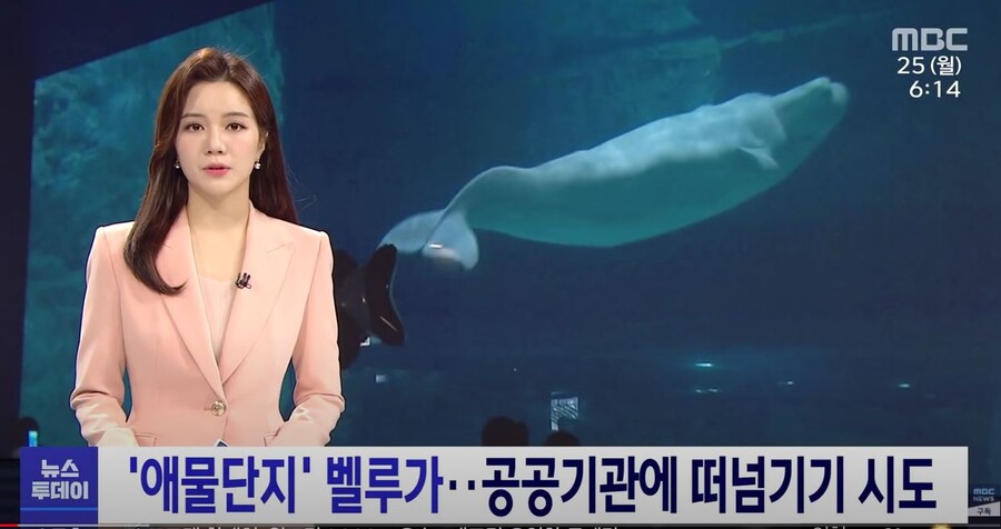한국에 들어온 벨루가 돌고래 근황_1.jpg