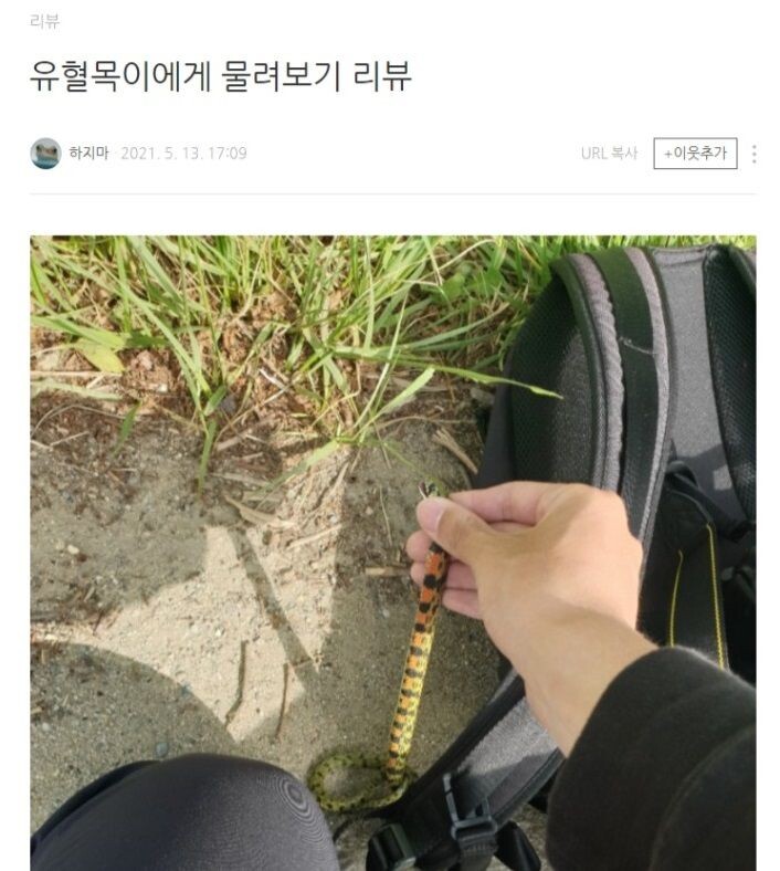 유혈목이에게 물려보기 리뷰_1.jpg