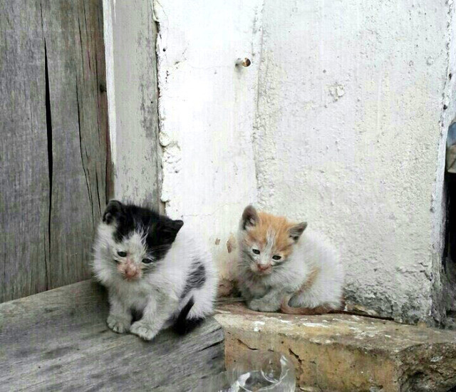 고양이 확대... 안락삶...jpg_1.jpg