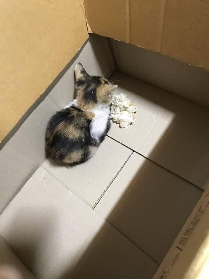 고양이가 밥을 안먹네요.JPG_2.jpg